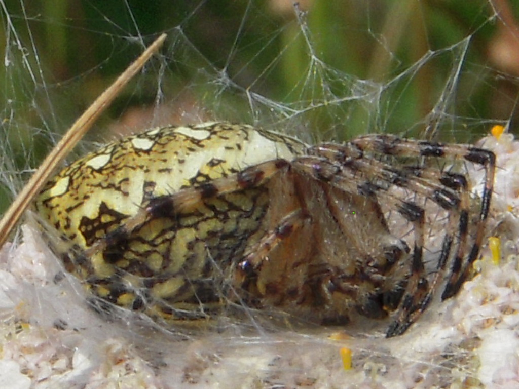 RAGNATELE (Aculepeira ceropegia)